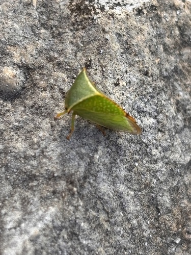 Buffalo Treehopper