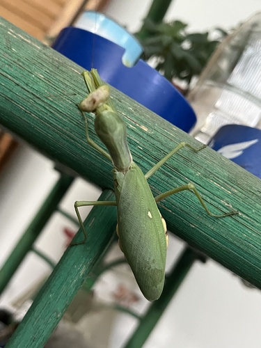 Transcaucasian Giant Mantis