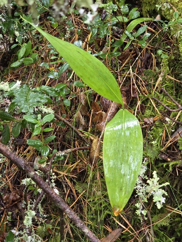 European lily of the valley