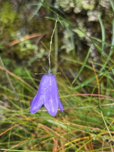 Common Harebell