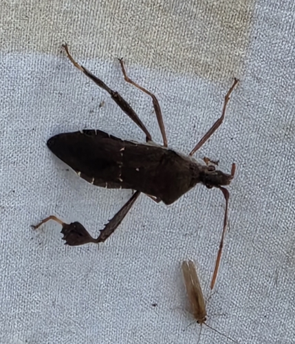 Leptoglossus oppositus