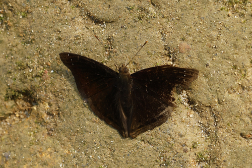 Black Prince
