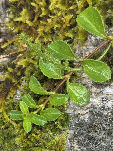 heath speedwell