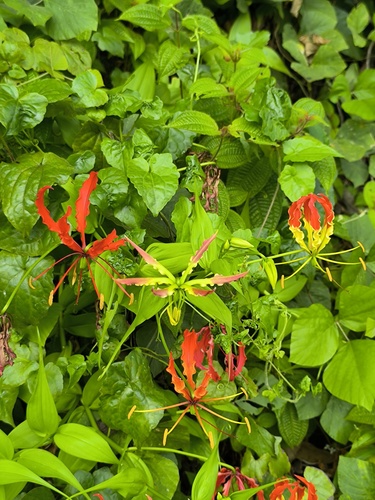 flame lily