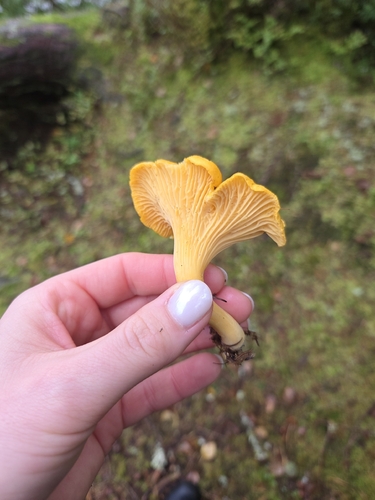 Golden Chanterelle