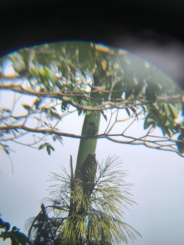 White-cheeked Barbet