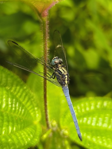 Slender Blue Skimmer