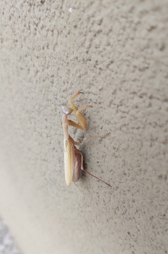 European Mantis