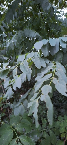 black locust
