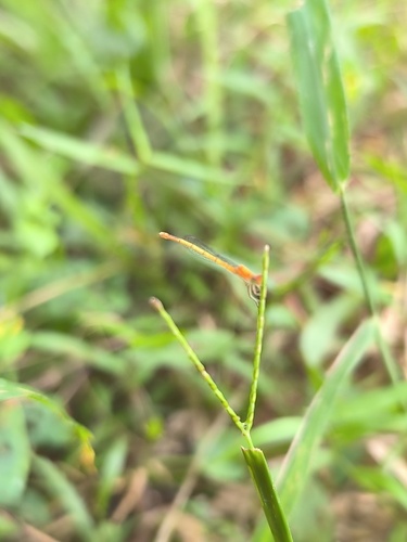 White dartlet
