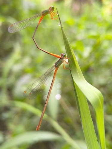 Orange-tailed Marsh Dart