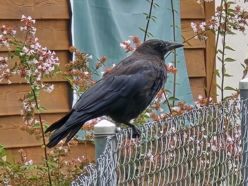Carrion Crow