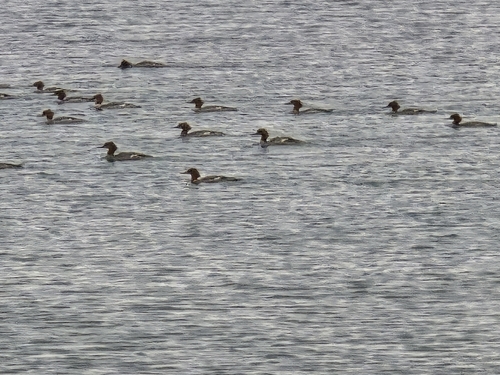 Common Merganser