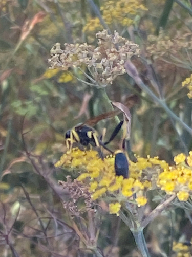 Yellow-legged Mud-dauber Wasp