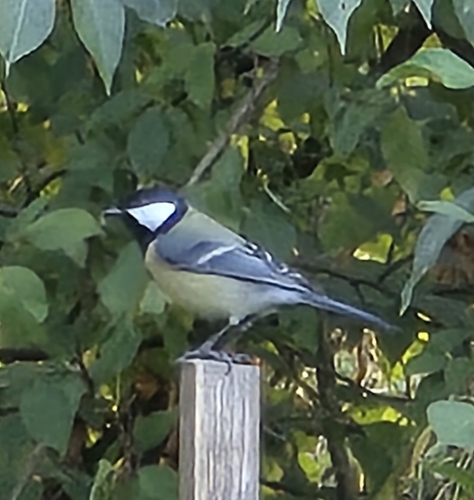 Great Tit