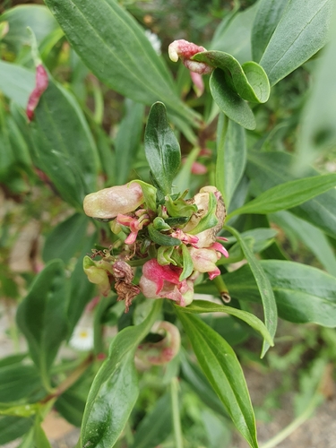 valerian psyllid