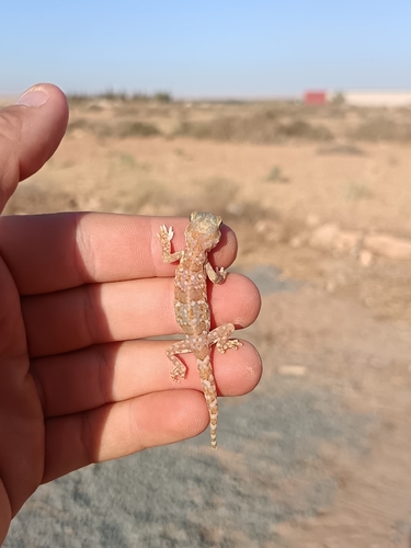 Northern Elegant Gecko