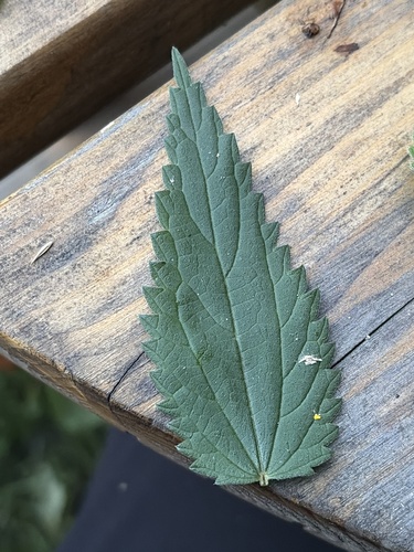 great stinging nettle