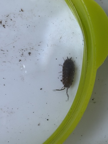Common Rough Woodlouse
