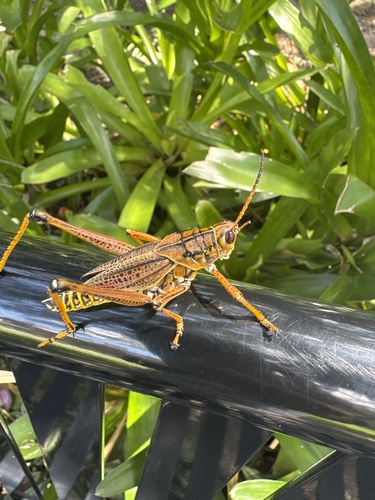 Eastern Lubber Grasshopper