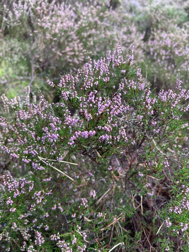 common heather