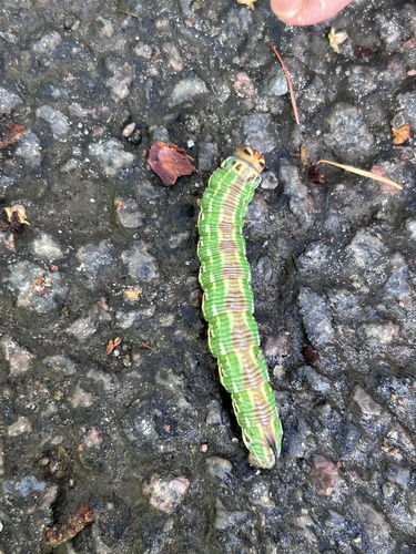 Pine Hawkmoth