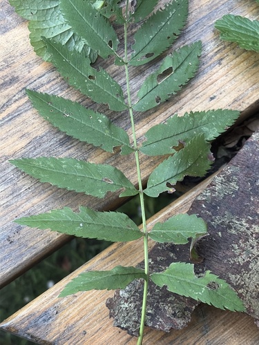 European mountain ash