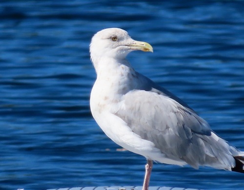 American Herring Gull