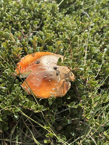 Fly Agaric