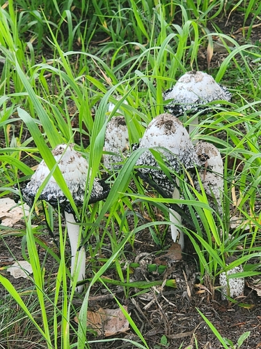 Shaggy Mane