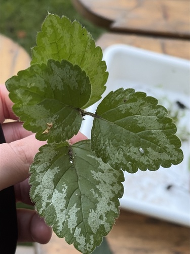 yellow archangel