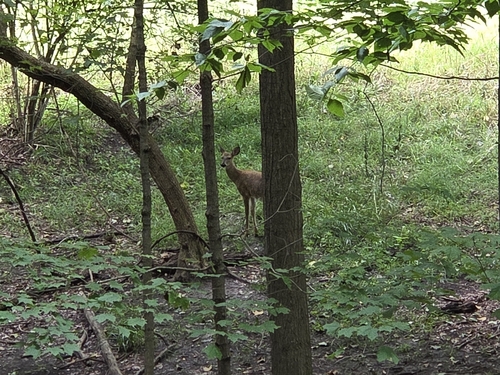 White-tailed Deer