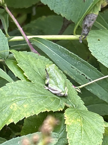 Gray Treefrog