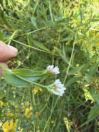 arrow-leaved tearthumb