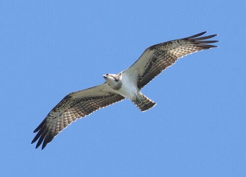 Osprey