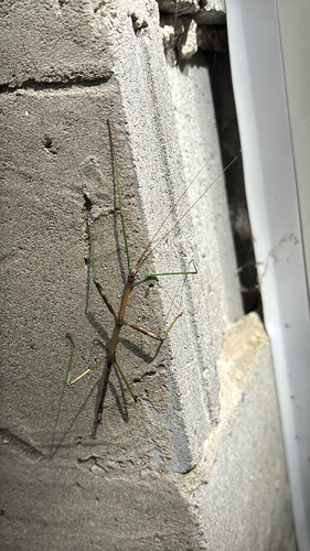 Northern Walkingstick