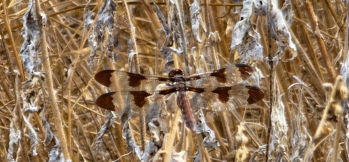 Common Whitetail