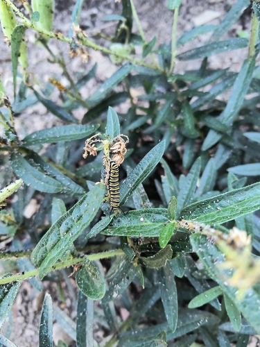 Monarch