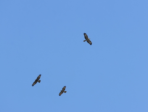European Honey-buzzard