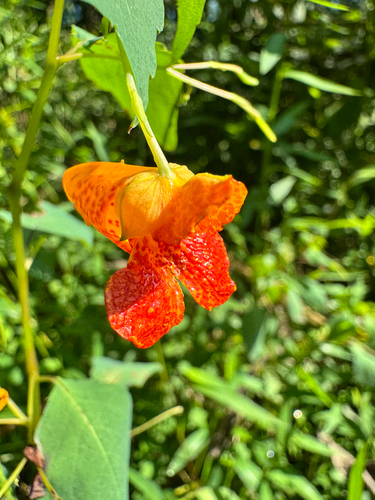 common jewelweed