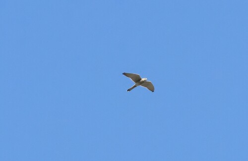 Eurasian Kestrel