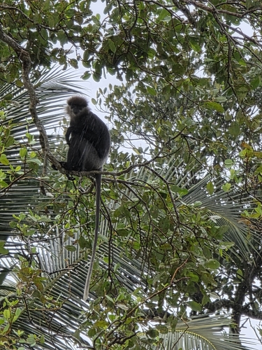 Purple-faced Langur