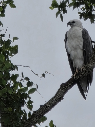 White-bellied Sea-Eagle