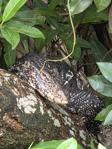 Common Water Monitor
