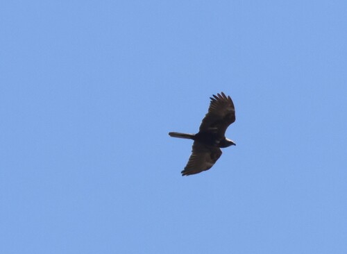 Western Marsh Harrier