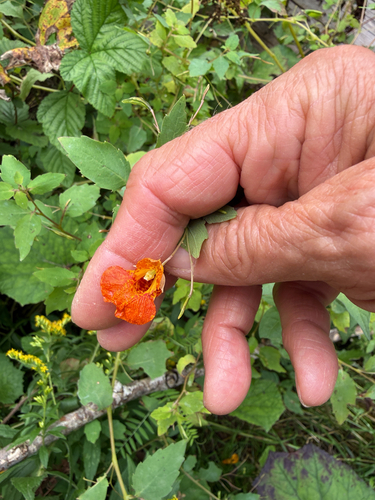 common jewelweed