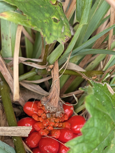 Jack-in-the-Pulpit