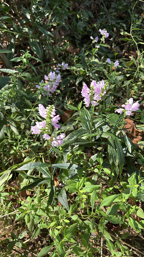 obedient plant