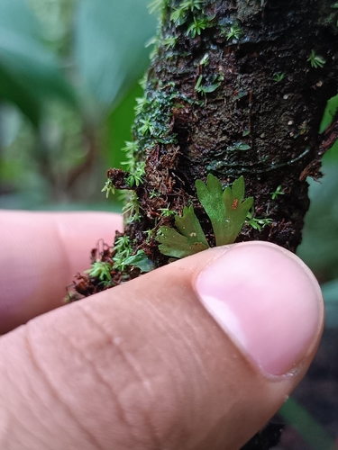 moss fern