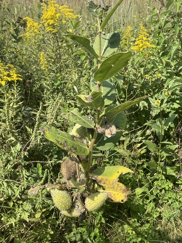 common milkweed